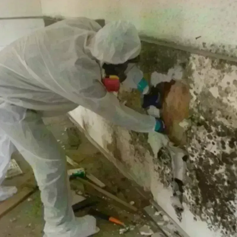 Mold Remediation and Removal in Glen Ridge, NJ